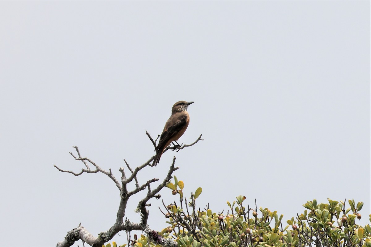 Streak-throated Bush-Tyrant - ML484262581