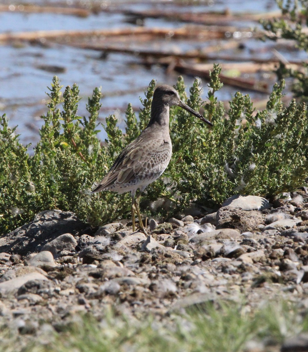 langnebbekkasinsnipe - ML484263241