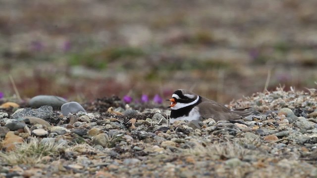 Common Ringed Plover - ML484265