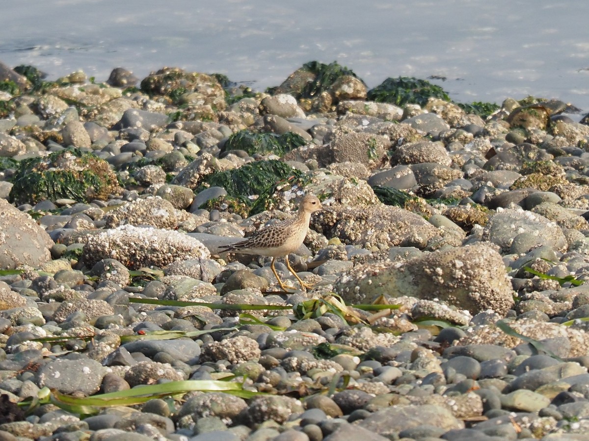 Buff-breasted Sandpiper - ML484265261