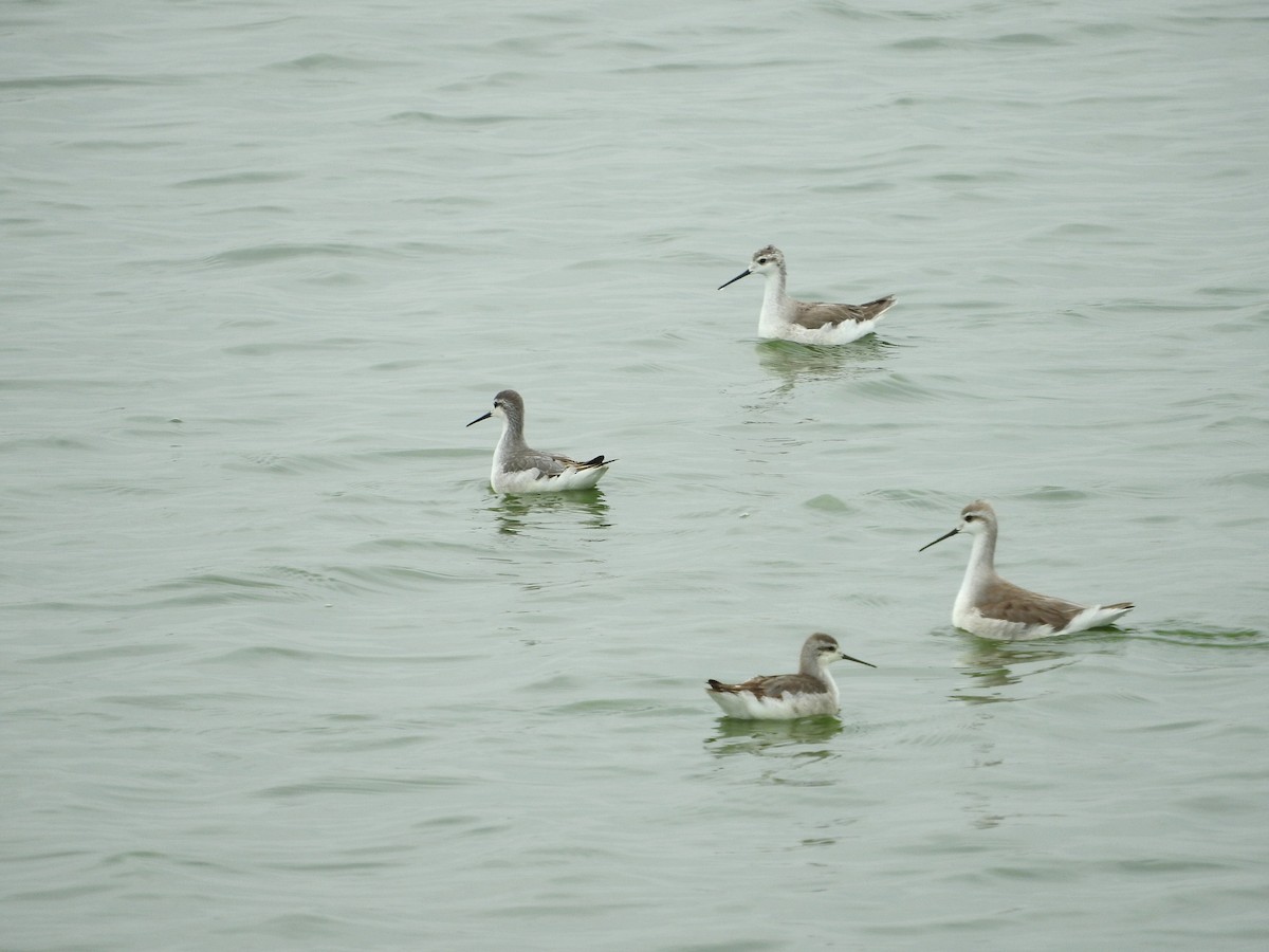 Wilson's Phalarope - ML484265791