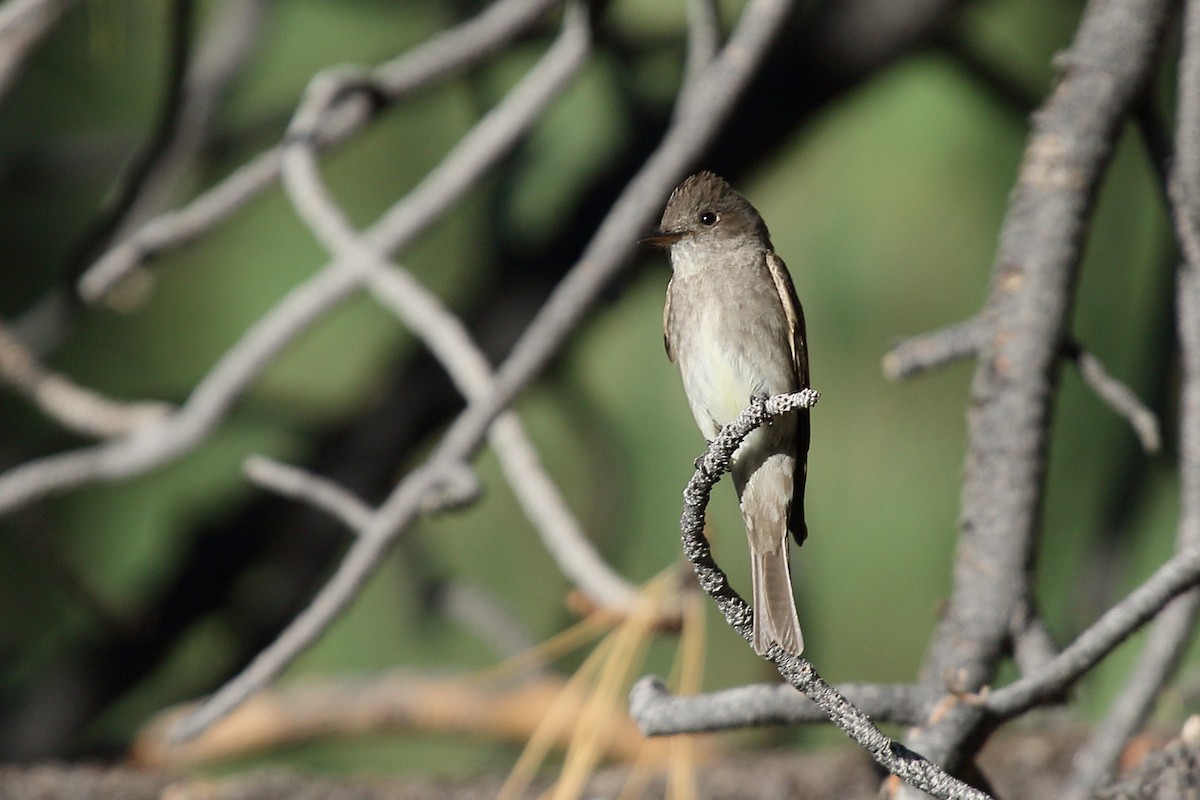 Western Wood-Pewee - ML484265801