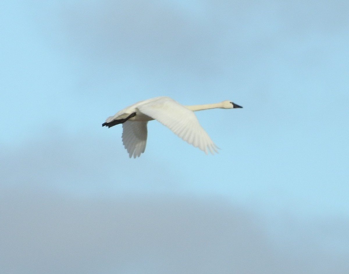 Tundra Swan - ML484265981