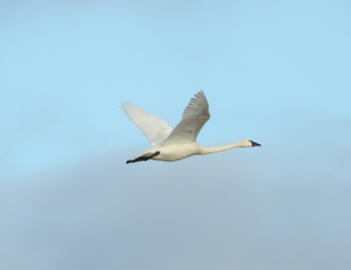 Tundra Swan - Brent Murphy