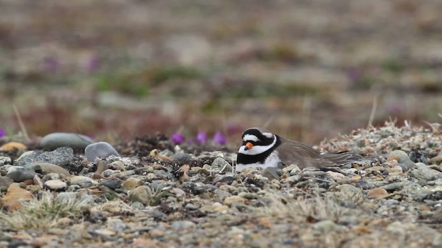 Common Ringed Plover - ML484266