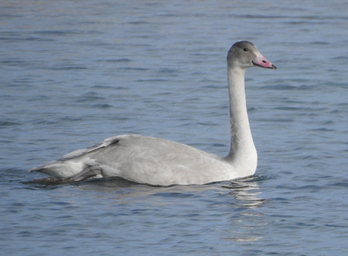 Cygne siffleur - ML484266001