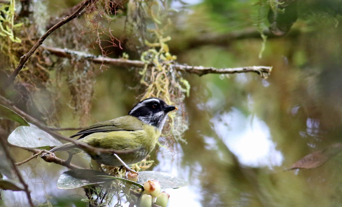 Sooty-capped Chlorospingus - ML48426681