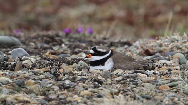 Common Ringed Plover - ML484267