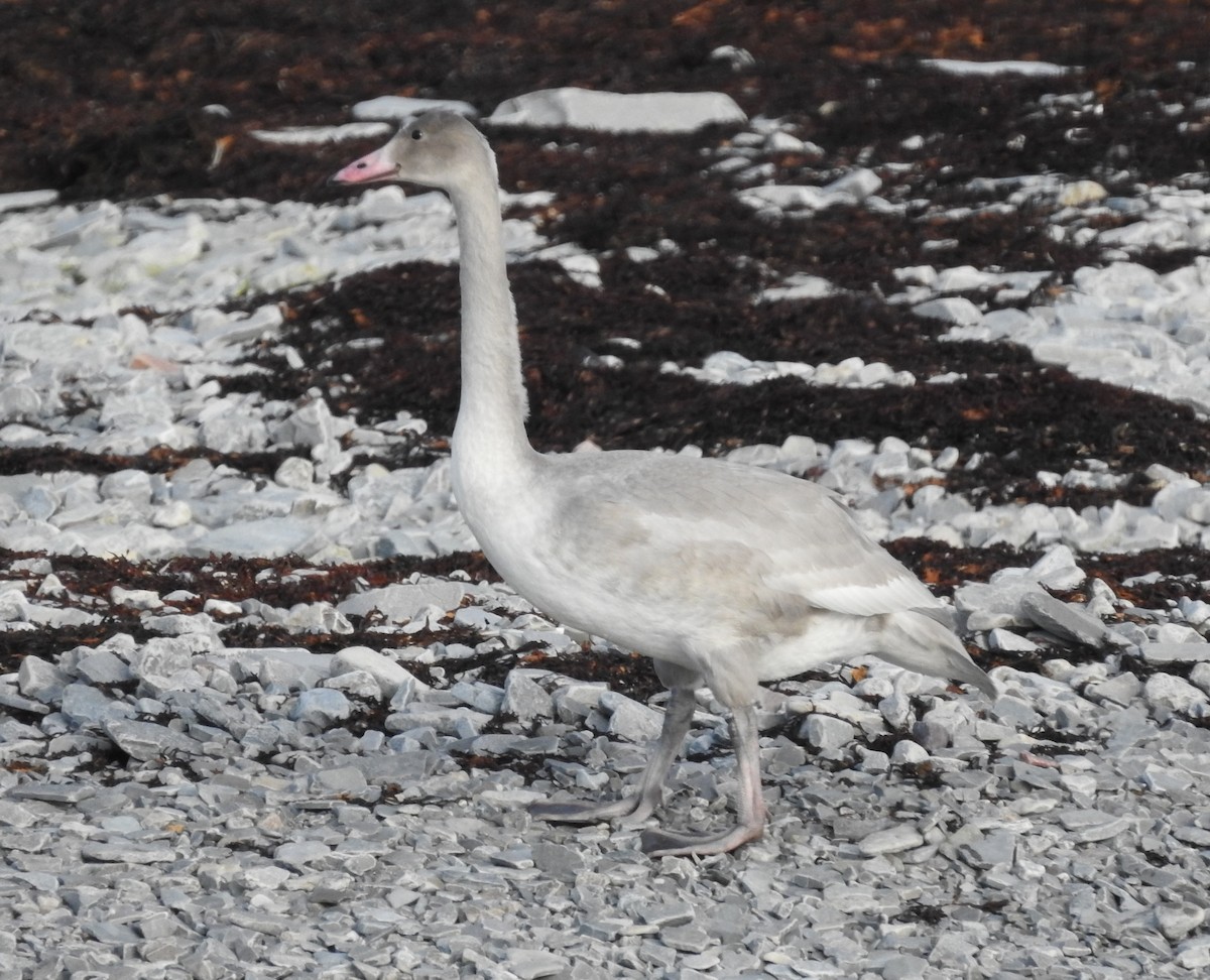 Tundra Swan - ML484267111