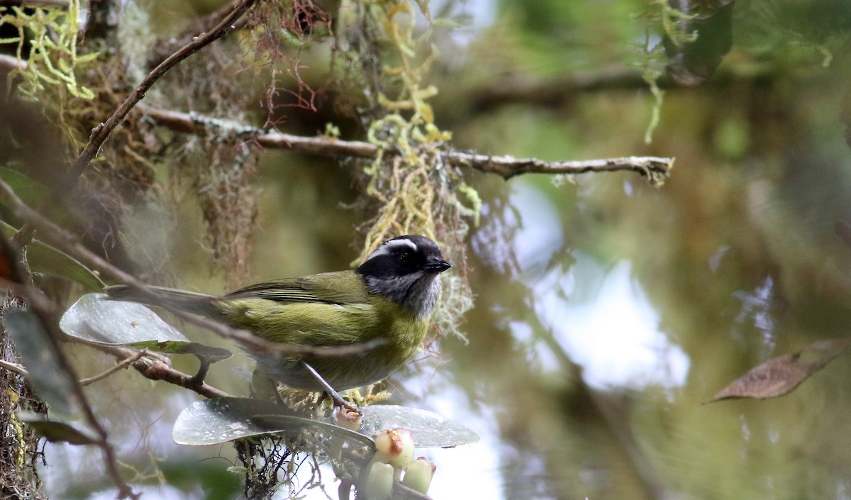 Sooty-capped Chlorospingus - ML48426741