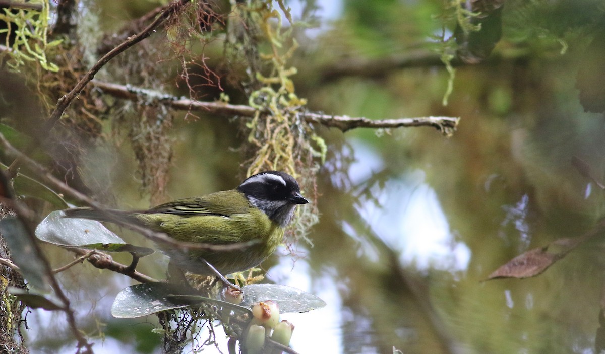 Sooty-capped Chlorospingus - ML48426751