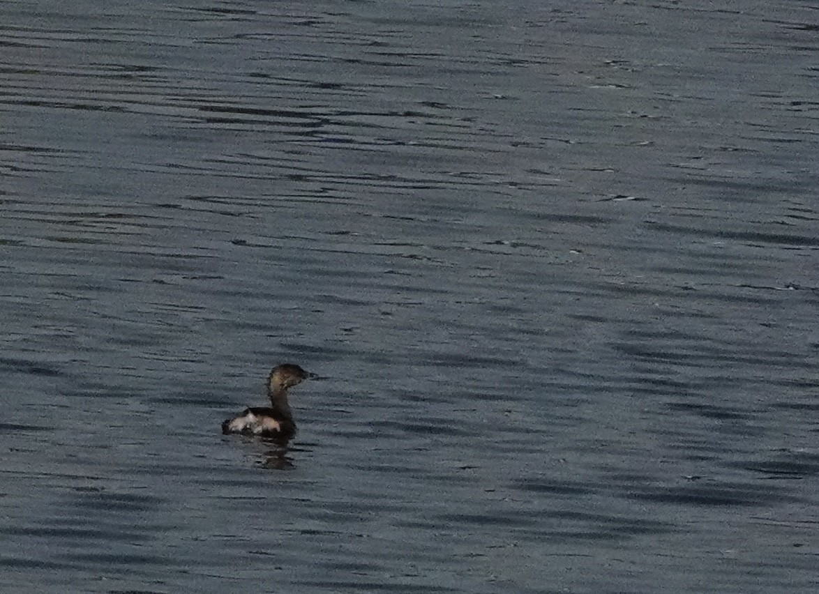 Pied-billed Grebe - ML484267981