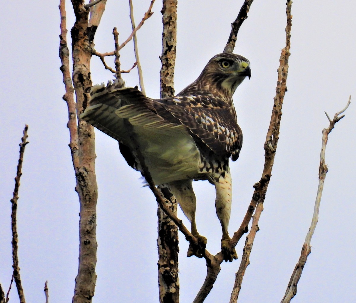 Rotschwanzbussard - ML484268171