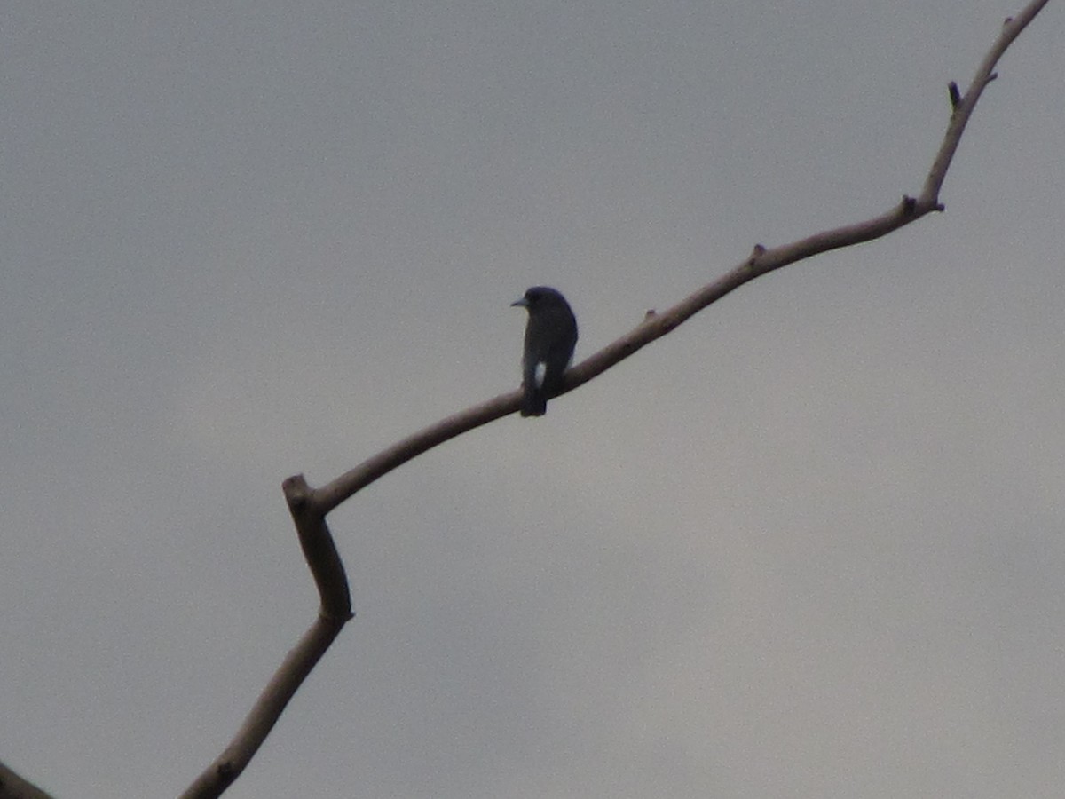White-breasted Woodswallow - ML484268401