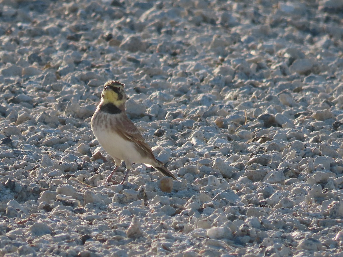 Horned Lark - ML484268621