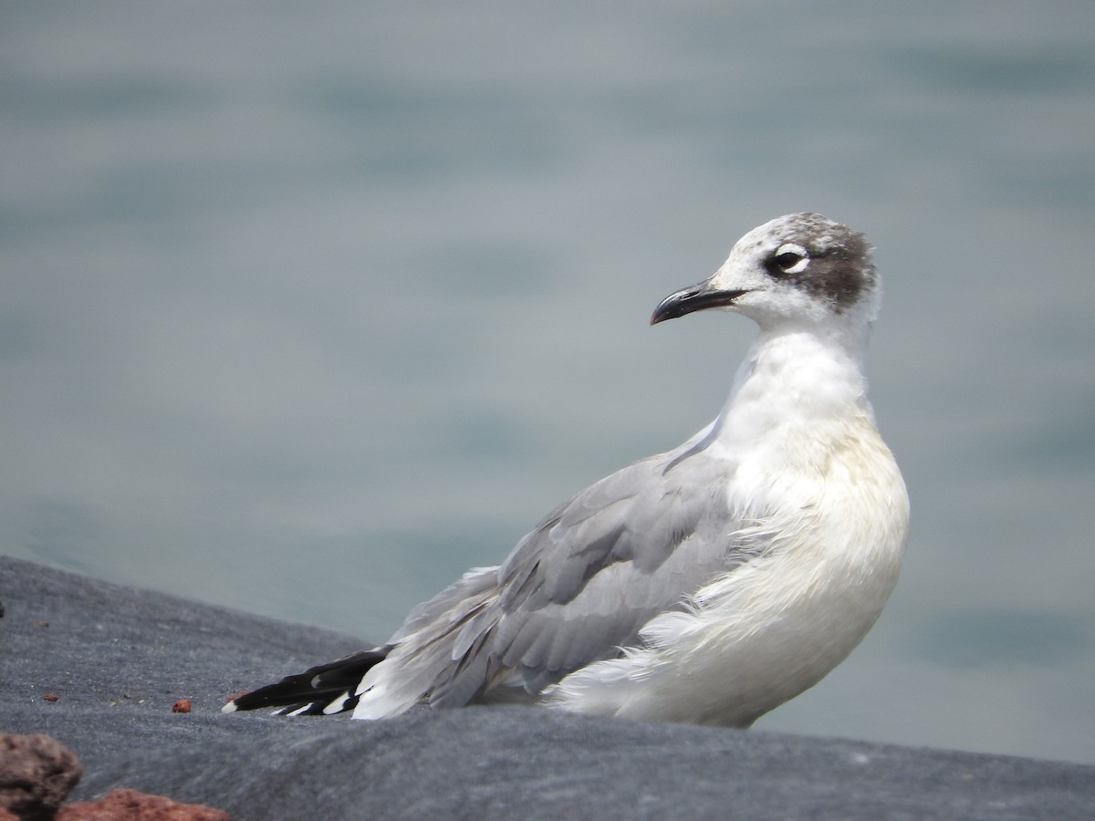 Franklin's Gull - ML484269341