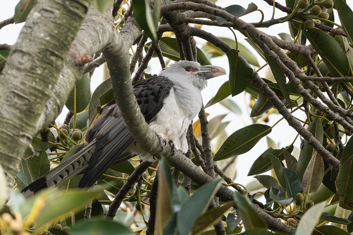 Channel-billed Cuckoo - John  Van Doorn