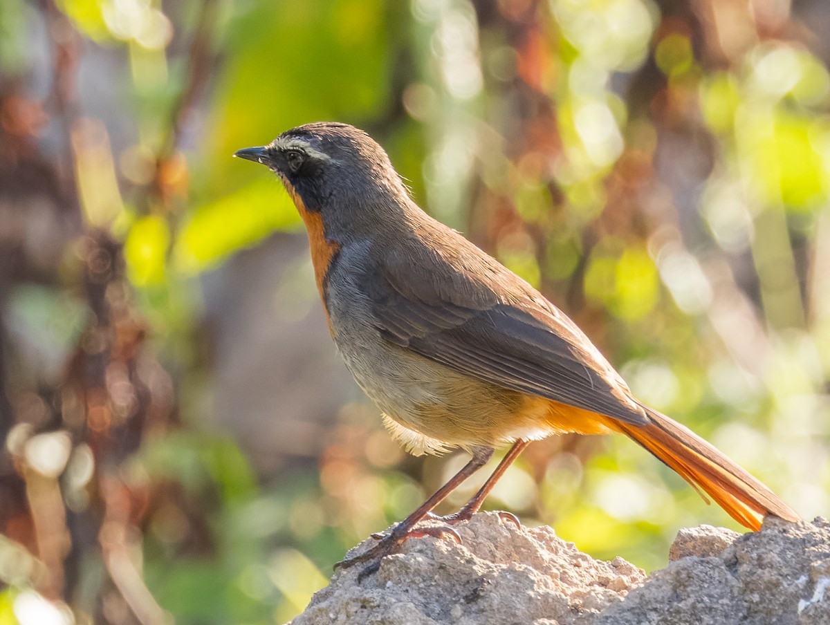 Cape Robin-Chat - john bishop