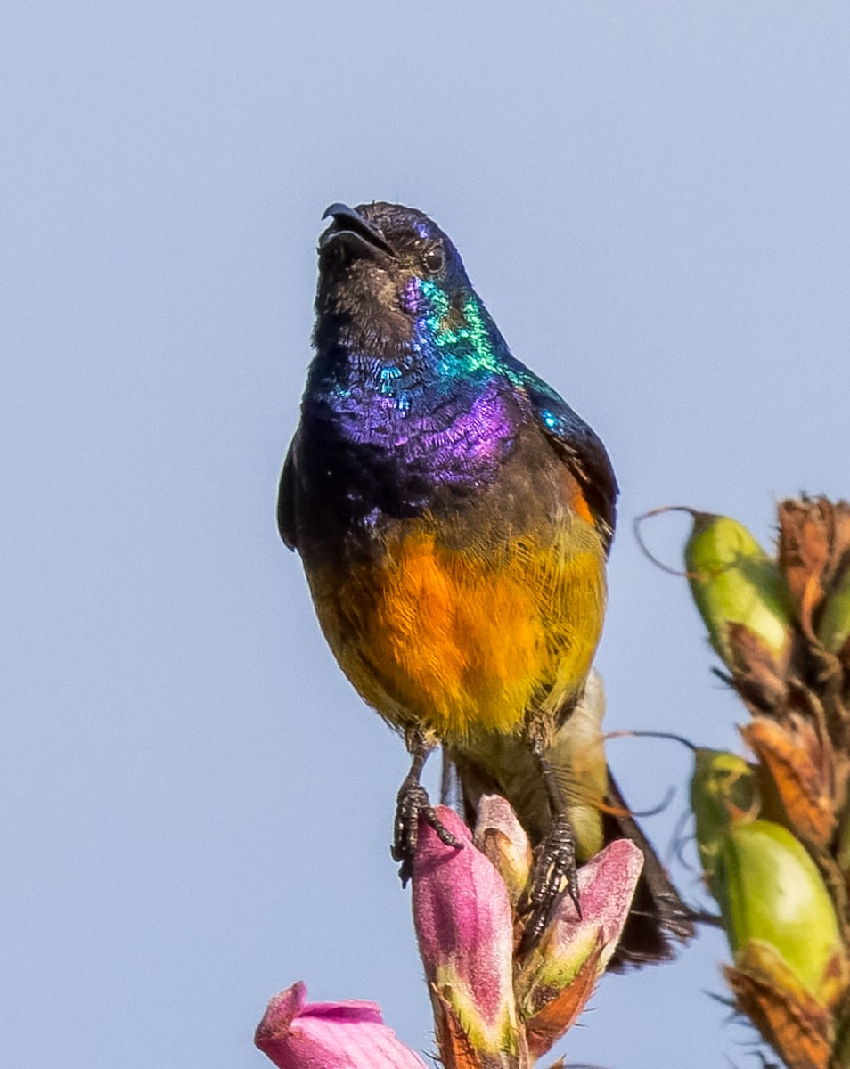 Variable Sunbird - john bishop