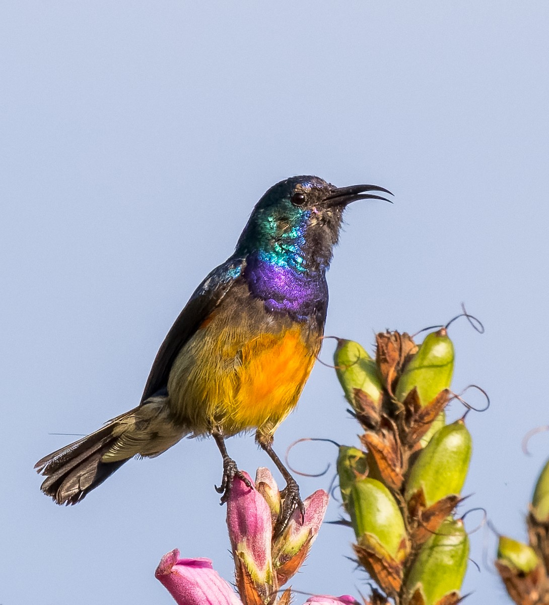 Variable Sunbird - ML484273751