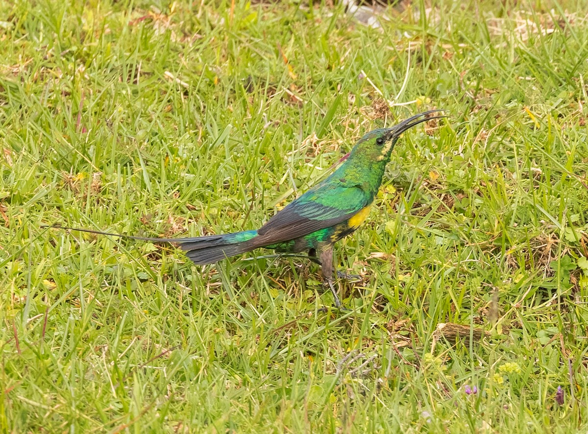 Malachite Sunbird - john bishop