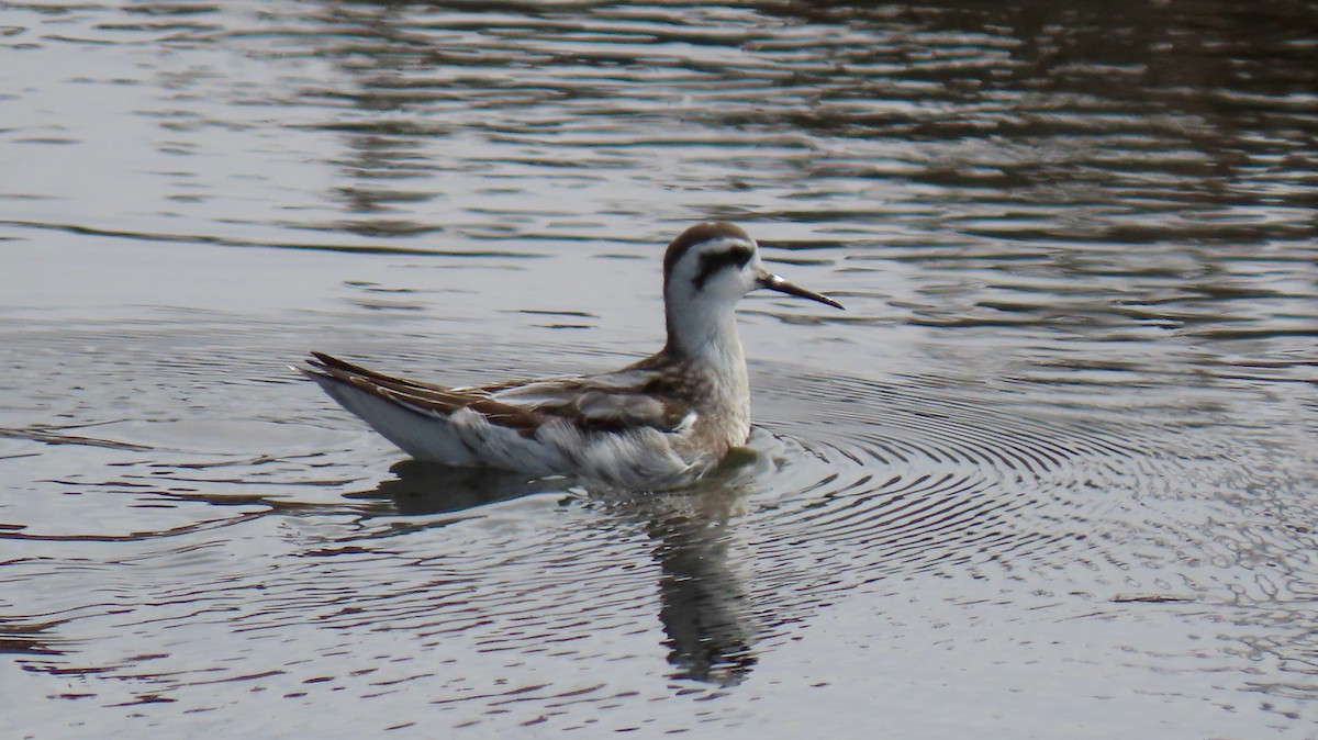 Red-necked Phalarope - ML484273951