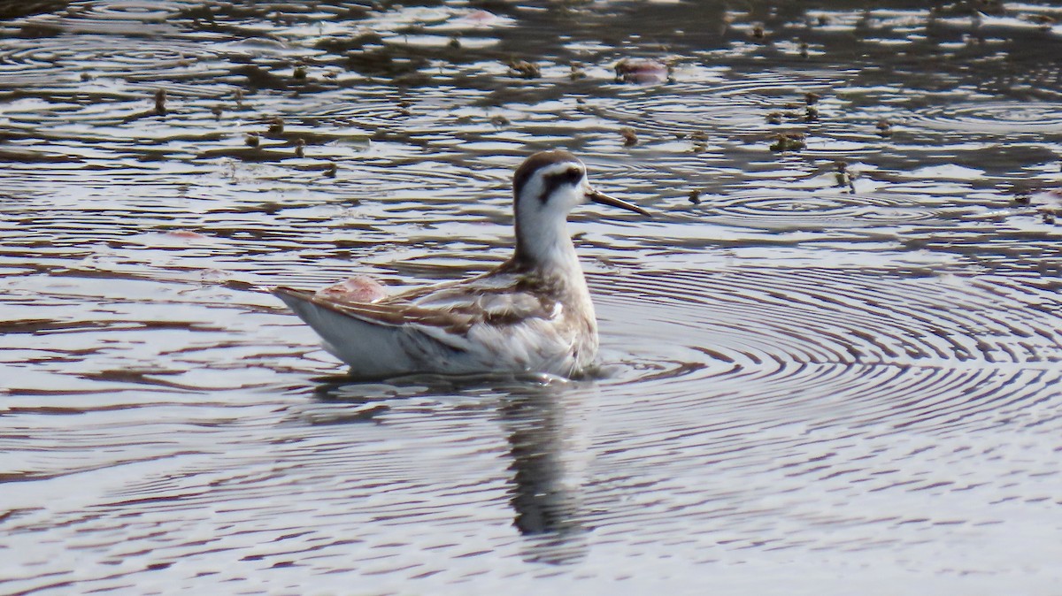 Red-necked Phalarope - ML484273971