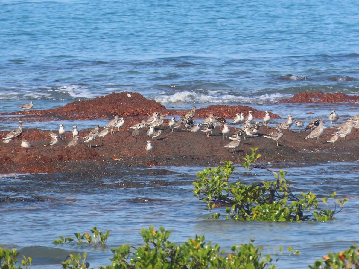 Ruddy Turnstone - ML484274661