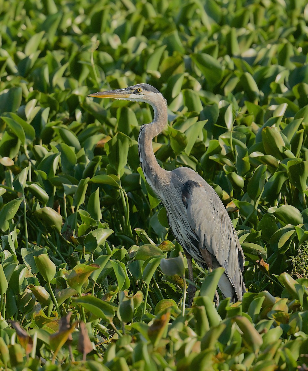 Great Blue Heron - ML484275911