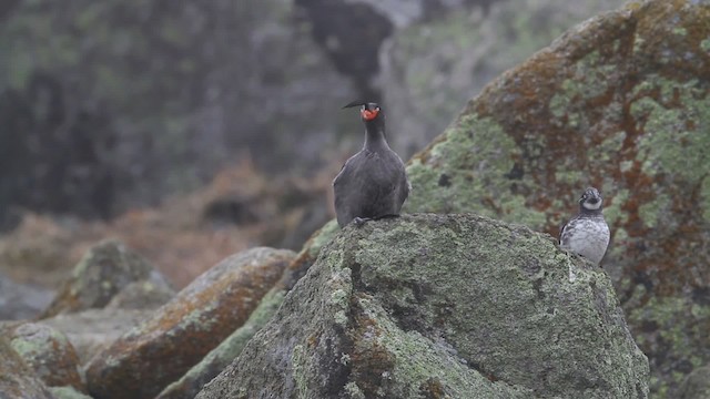 Mérgulo Empenachado - ML484277