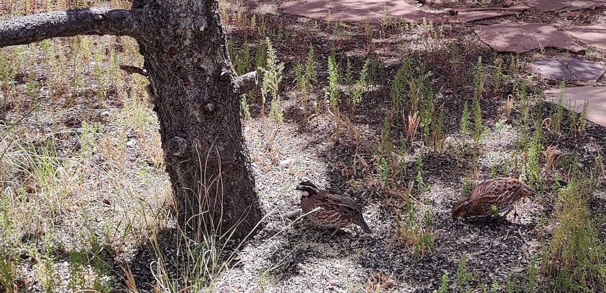 Northern Bobwhite - ML484277551