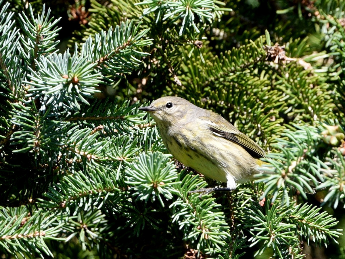 Cape May Warbler - Wendy Hill