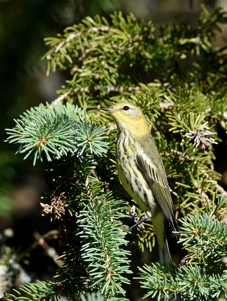 Cape May Warbler - Wendy Hill
