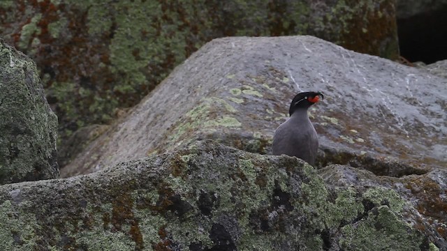 Crested Auklet - ML484278