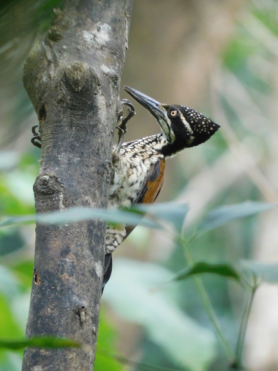 Malabar Flameback - ML484278331