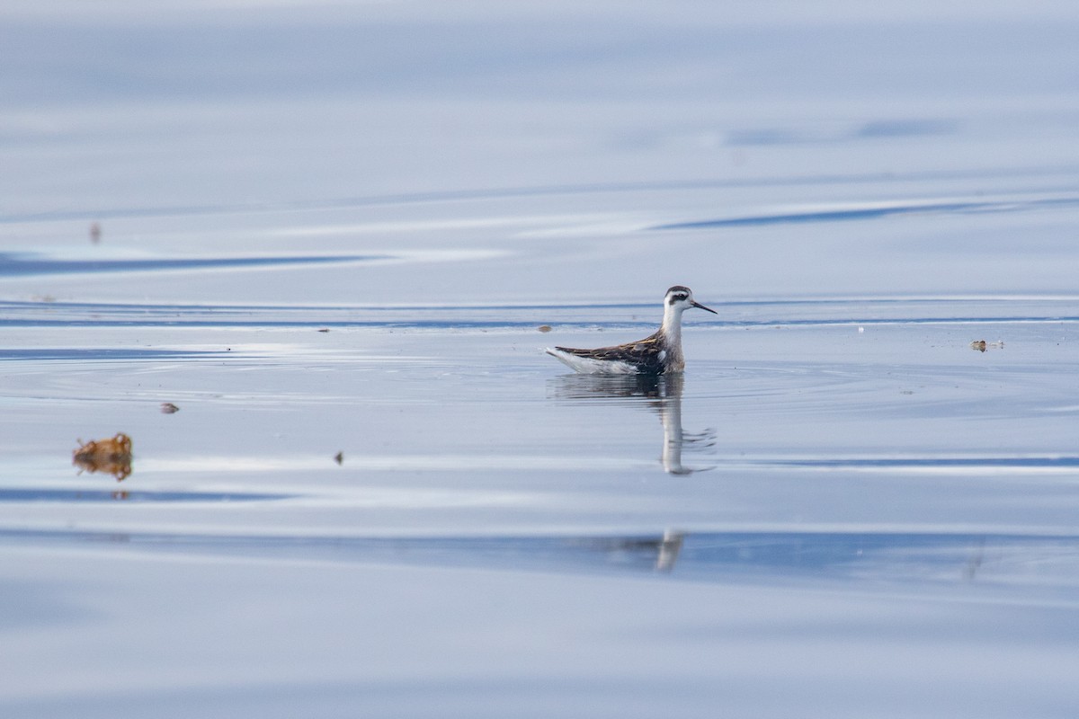 Phalarope à bec étroit - ML484278521