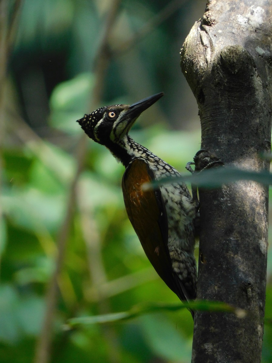 Malabar Flameback - ML484278731