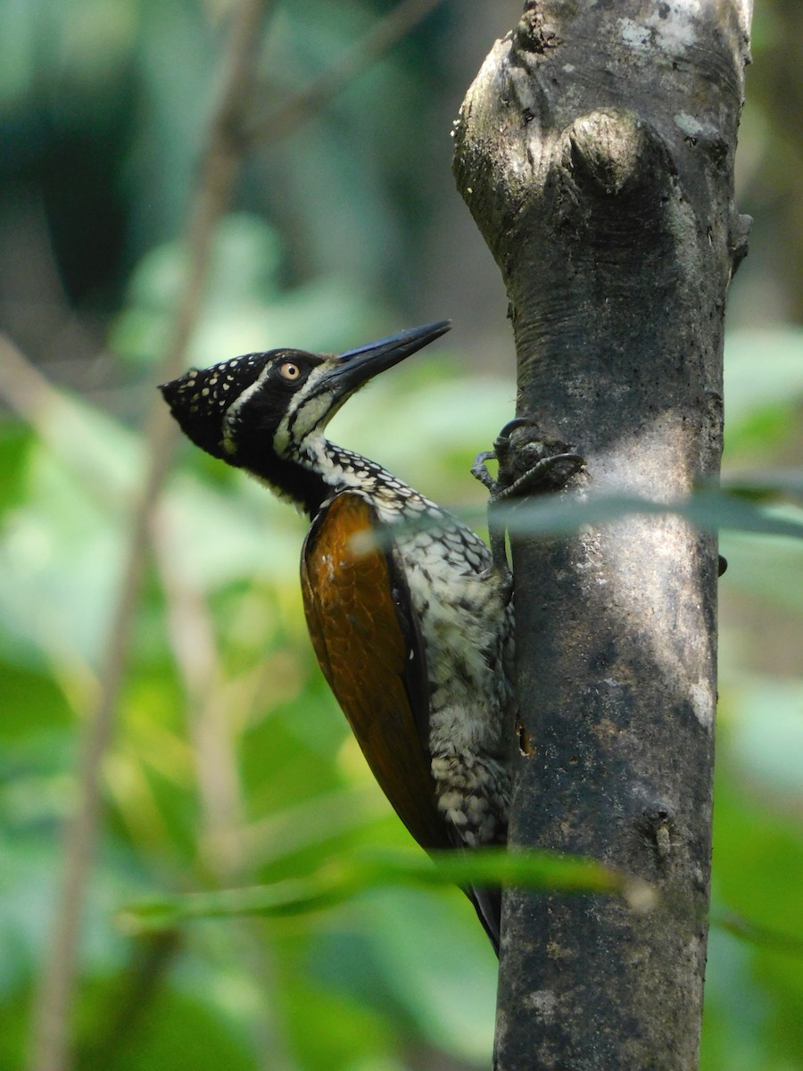 Malabar Flameback - ML484278751