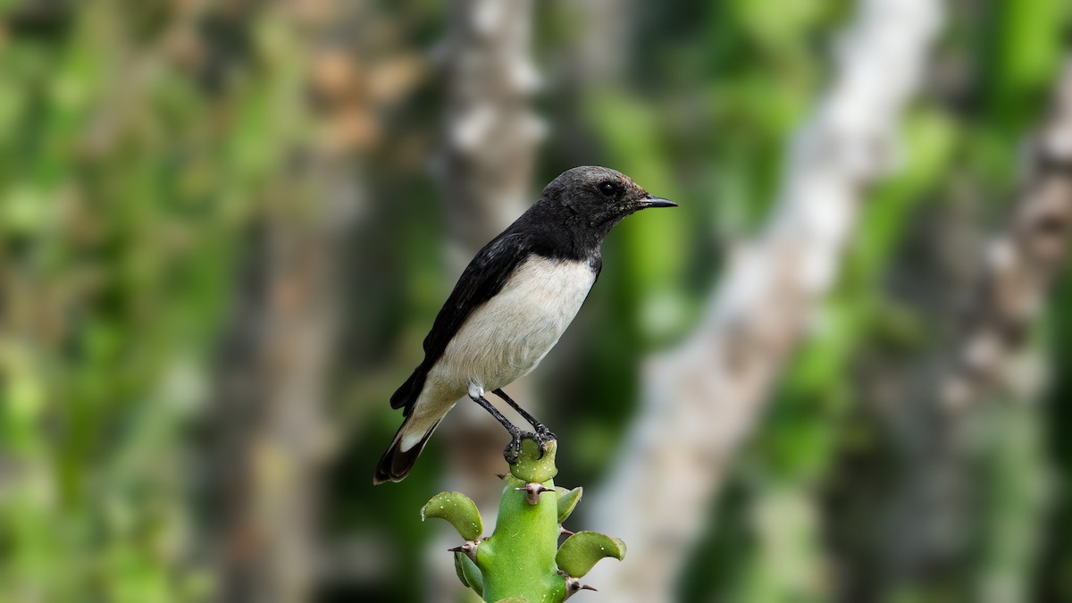 Variable Wheatear - ML484278861