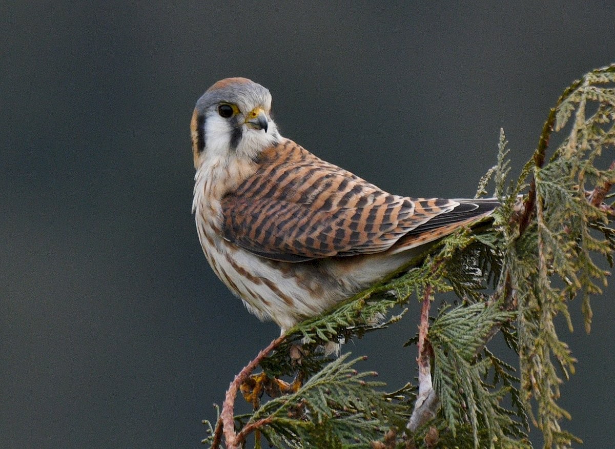 American Kestrel - ML484279151