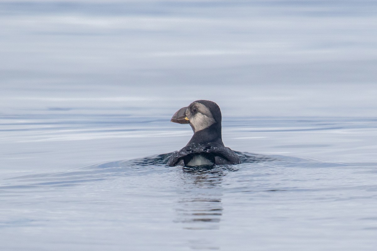 Horned Puffin - ML484279191