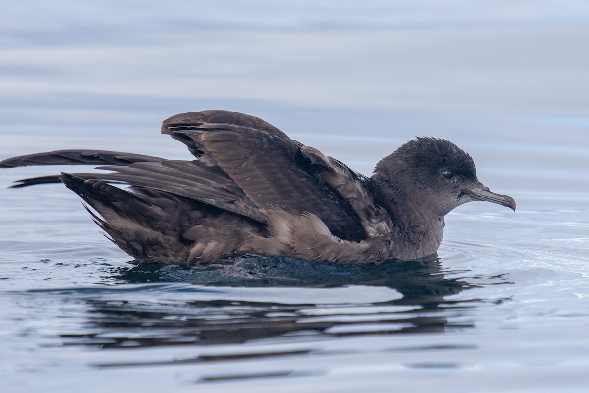 Short-tailed Shearwater - Robin Corcoran