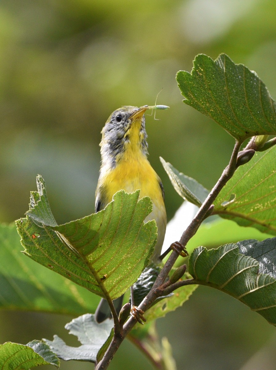 Northern Parula - ML484279661