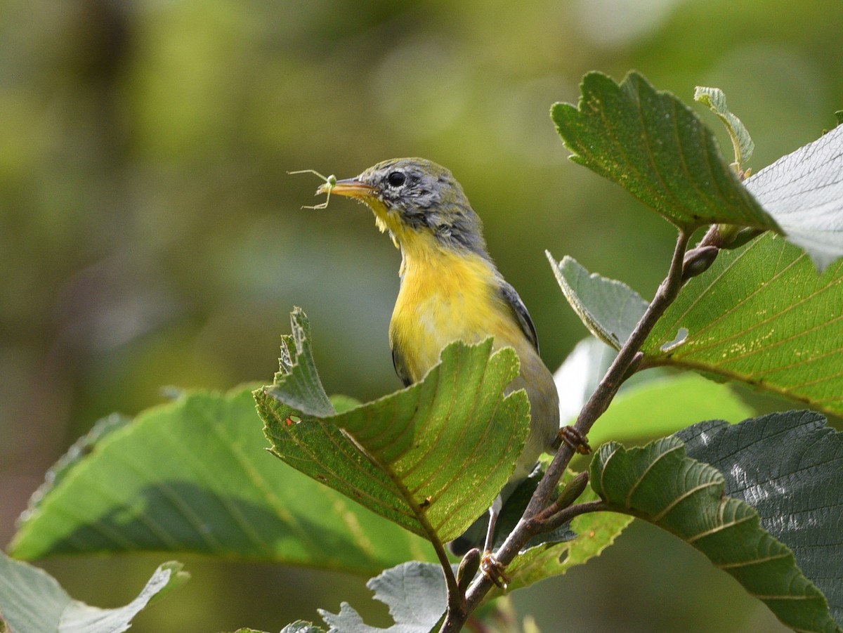 Northern Parula - ML484279671