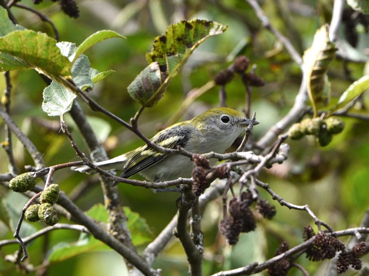 Chestnut-sided Warbler - Wendy Hill