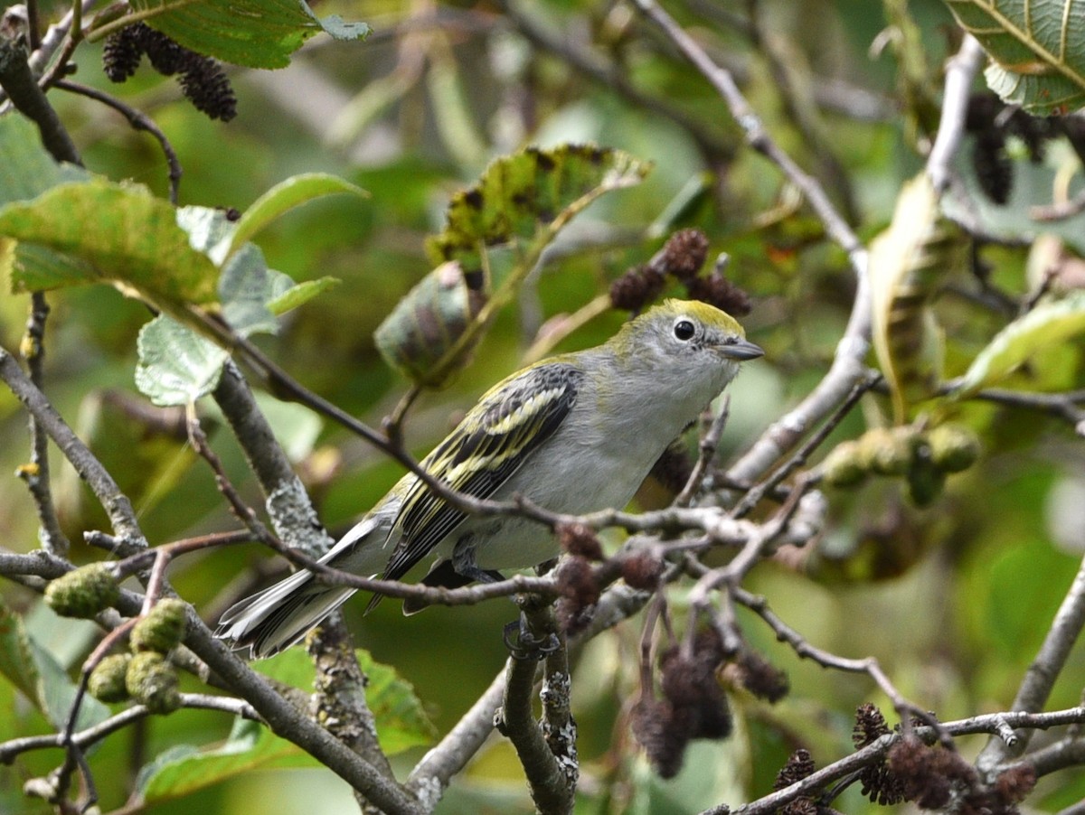 Chestnut-sided Warbler - Wendy Hill