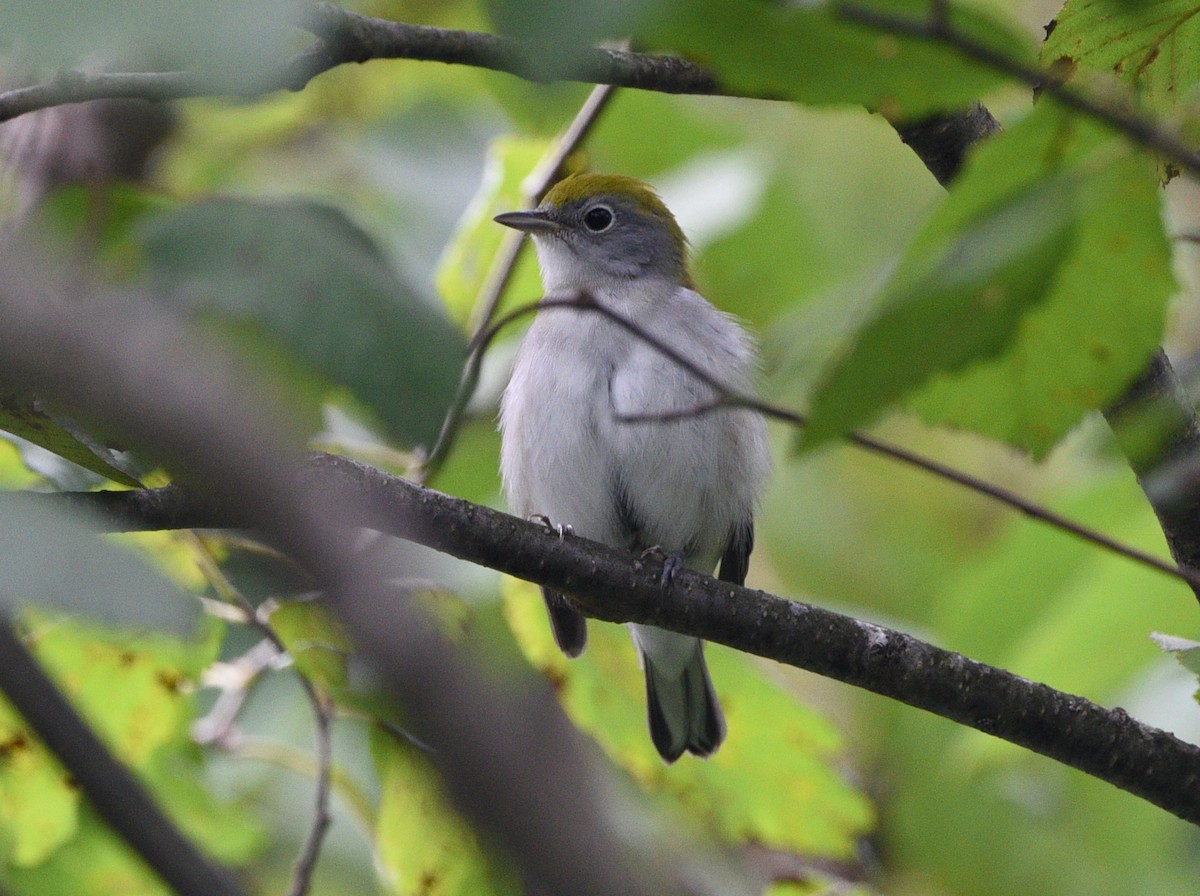 Chestnut-sided Warbler - Wendy Hill