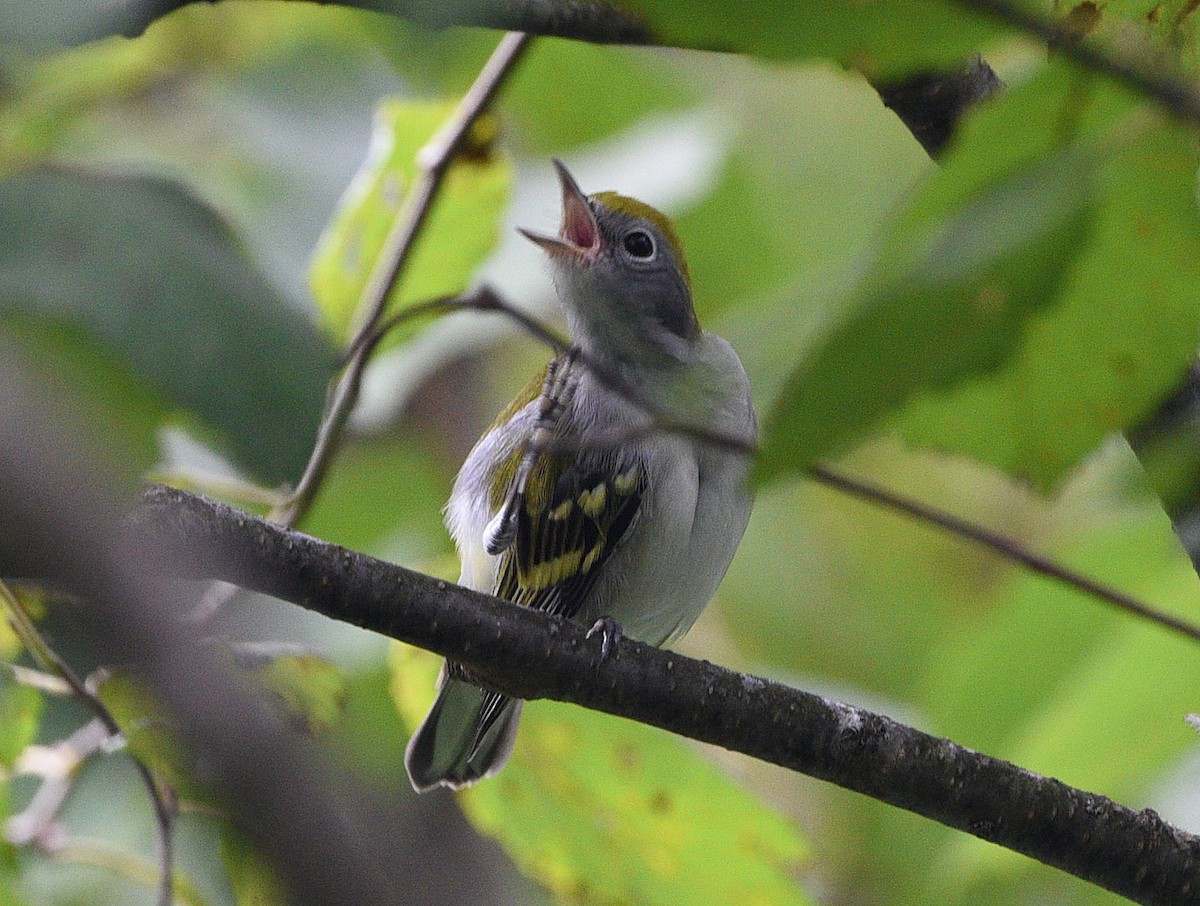 Chestnut-sided Warbler - Wendy Hill