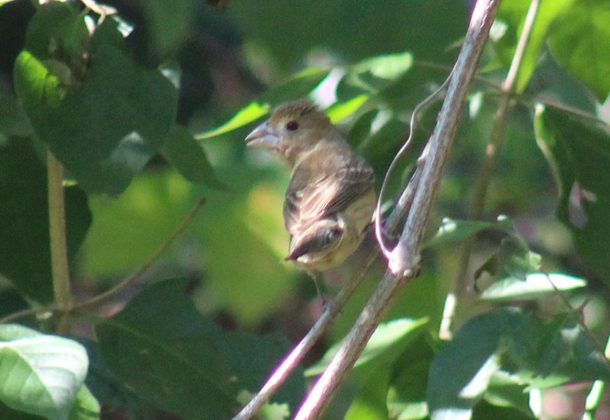 Blue Grosbeak - ML484281221