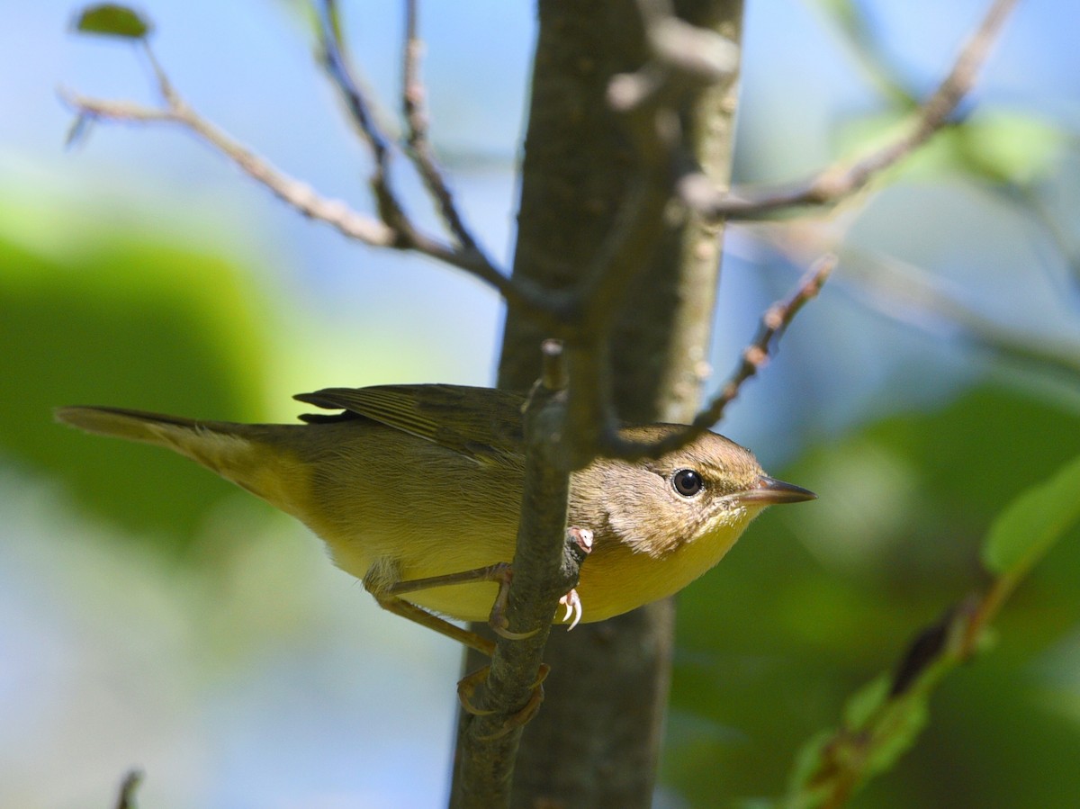 Common Yellowthroat - Wendy Hill